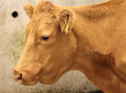 Understanding Ultrasound in Beef Cattle: Preparation, Technique, and Global Perspective(图1)