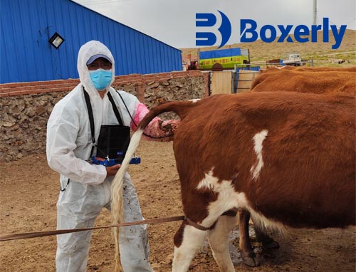 How Can Farmers Prevent Calving Problems Before They Start?(图3)