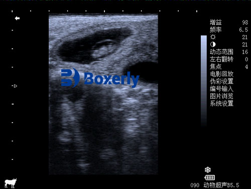 Handheld Ultrasound Devices Enhance Livestock Pregnancy Detection(图2)