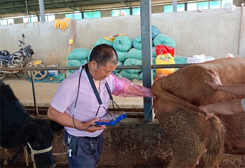Handheld Ultrasound Devices Enhance Livestock Pregnancy Detection(图4)