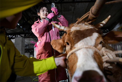 What Are the Early Signs of Uterine Infection in Dairy Cows?(图2)