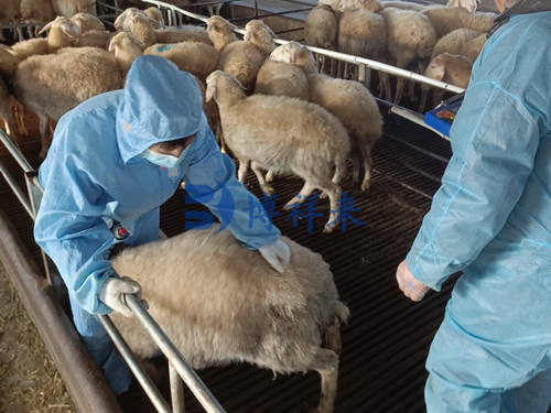 Early Identification of Twin Pregnancies in Goats Using Compact Ultrasound Devices(图2)