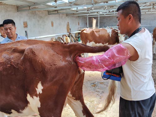 What Do Farmers Need to Know About Bovine Ultrasound?(图2)