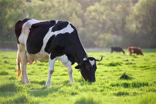 Ultrasound Aspects of Fetal and Extrafetal Structures in Pregnant Cows(图1)