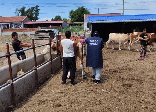 Ultrasound Aspects of Fetal and Extrafetal Structures in Pregnant Cows(图2)