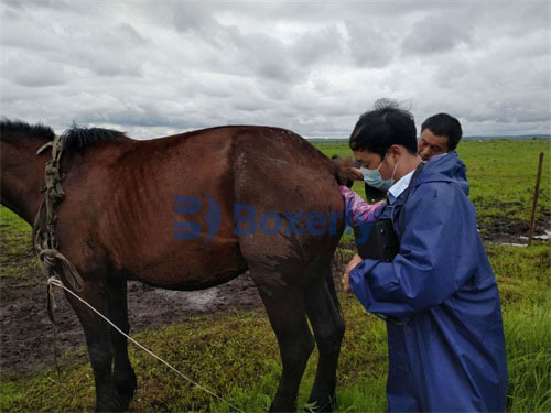 Veterinary Ultrasound Pregnancy Diagnosis Enhancing Livestock Reproductive Efficiency(图3)