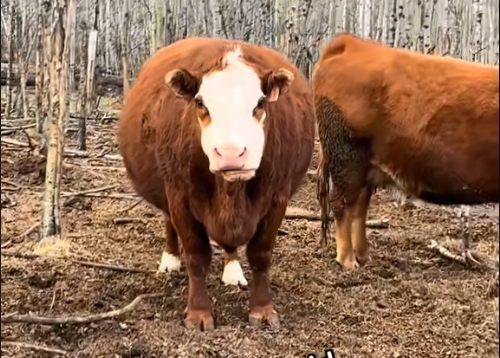 Farms Track Cow Ovulation Timing via Ultrasound Patterns(图1)