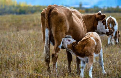 How Can Farmers Prevent Calving Problems Before They Start?(图2)