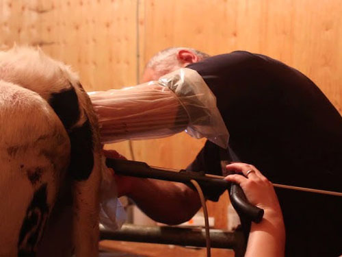 Cow Follicle Development Signals Linked With Ovarian Cyst Formation(图1)