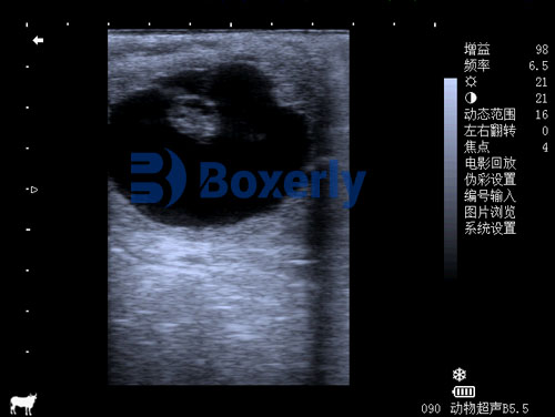Can Rectal Palpation Be Safely Used on Horses?(图3)