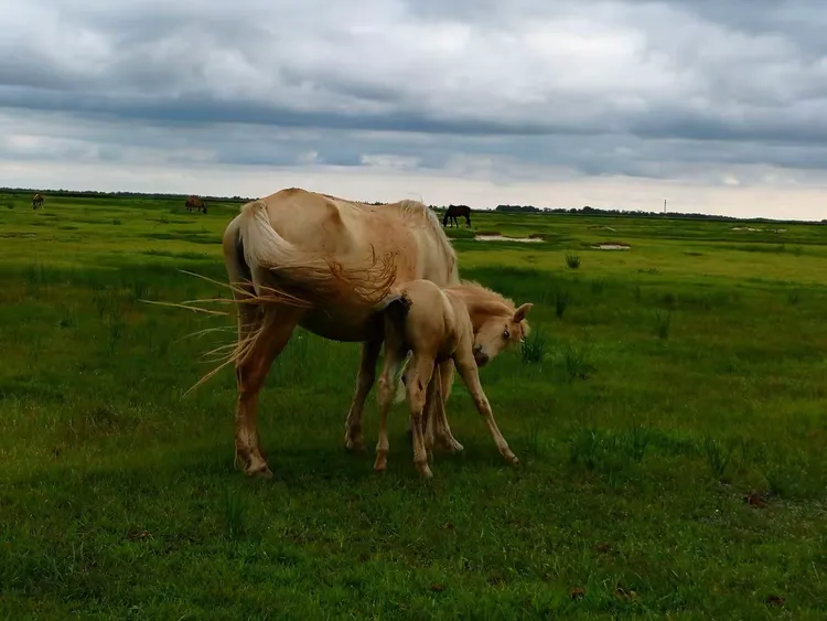 Farms Adopt Ultrasound to Monitor Sheep Fetal Heartbeat(图1)
