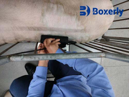 Ultrasound Devices for Swine: Specific Functions and Practical Applications in the Global Market(图2)
