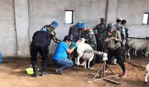 Animal Ultrasound Scanner‑Guided Follicular Aspiration for In Vitro Embryo Production in Goats(图2)