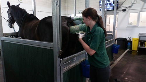 Horse Ultrasound Practices at Breeding Farms During Late Pregnancy(图1)