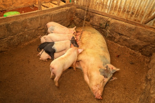 What to Do When a Sow’s Pregnancy Exceeds 120 Days(图2)