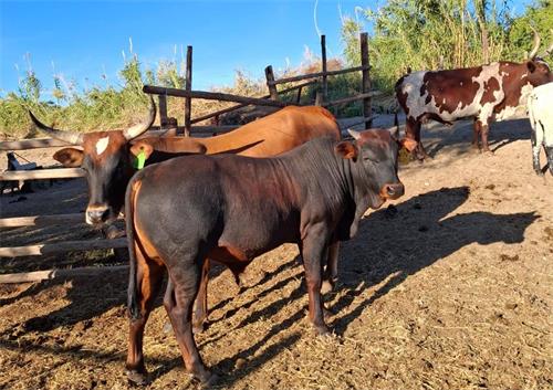 Diagnostic value of ultrasound-guided fluid aspiration in cattle with suspected peritonitis(图1)