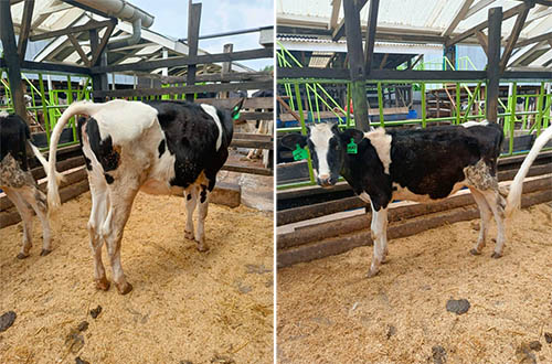 What Are the Early Signs of Uterine Infection in Dairy Cows?(图1)