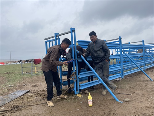 Can Rectal Palpation Be Safely Used on Horses?(图2)