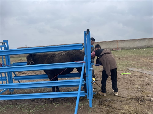 Can Rectal Palpation Be Safely Used on Horses?(图1)