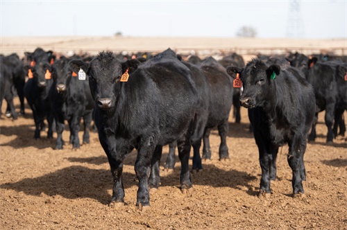 Are Hormonal Imbalances the Overlooked Reason for Cow Infertility?(图1)