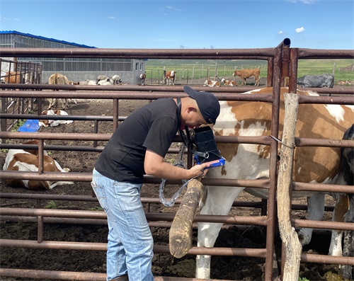 Can Early Detection of Cystic Ovaries Save Fertility in Dairy Cows?(图1)