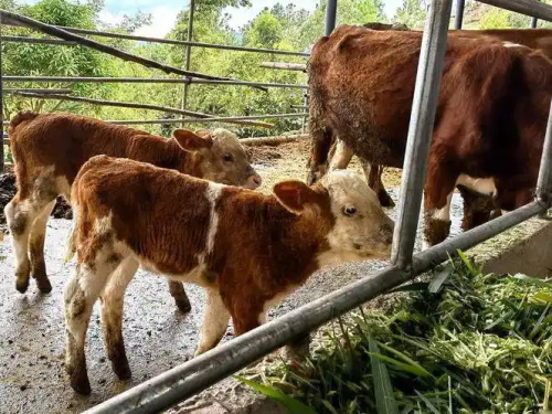 What Do Farmers Need to Know About Bovine Ultrasound?(图1)