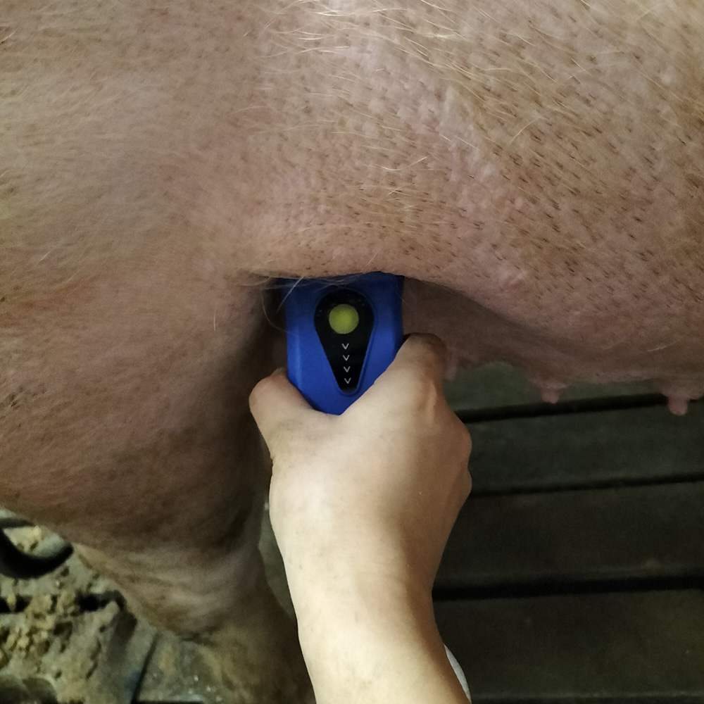 BXL-S201 II Pig and Sheep Abdominal Ultrasound Convex Probe