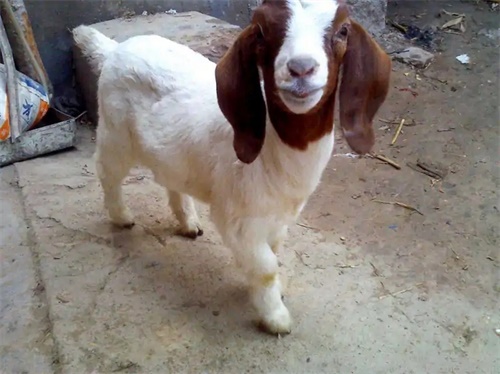 Ultrasound Monitoring Reveals the Impact of Trace Elements and Growth Hormones on Boer Goat Development(图1)